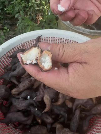 又到了吃菱角的季节!洪湖老菱角,个头大,肉质厚实。生吃脆爽,清香扑鼻,熟吃绵软细腻,粉糯清香。#优质农产品