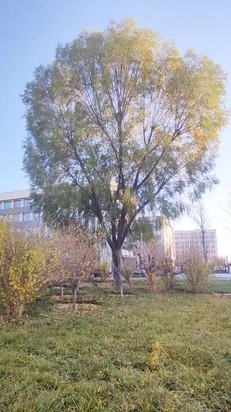 #柳树 一片柳叶的坠落,是秋天写给冬天的短讯