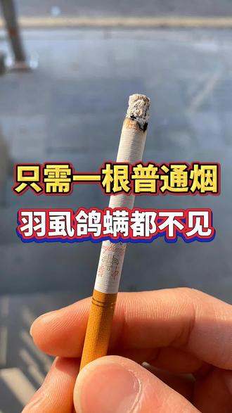 一根普通的香烟,就可以解决鸽子身上的羽虱螨虫,你知道吗#养鸽 #信鸽 #养鸽人 #信鸽赛鸽