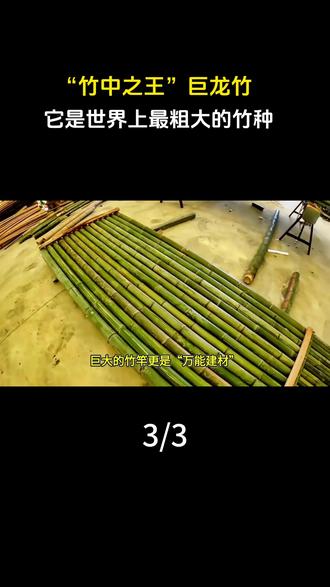 “竹中之王”巨龙竹,它是世界上最粗大的竹种