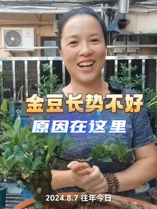 今天都已经立秋了,如果你家的金豆长势还是不好的,赶紧去养根,只有根好了,你的植物才能长的好#养根#爆根#花卉绿植 #半死不活 @六姐盆景园艺