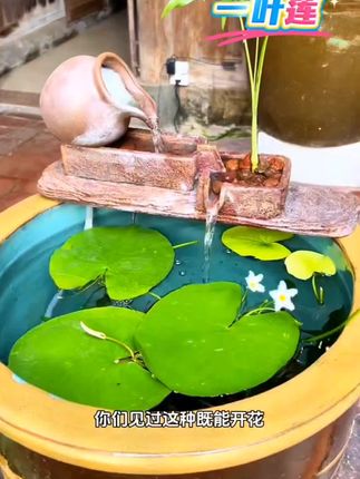 #一叶莲 #水培植物 #鱼缸里的大自然 #水草造景 #水草