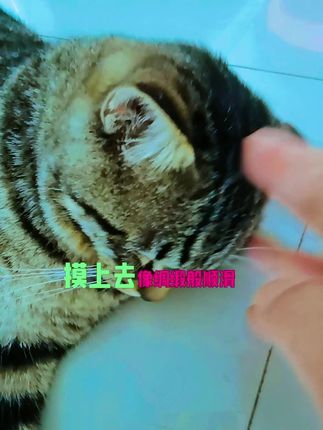 迈路士猫粮,全面均衡营养,优质原料无添加,猫咪爱吃还能健康成长,真绝了,快给毛孩子安排上! #生活服务热点中心 #迈路士猫粮 #好物推荐🔥 @抖音小助手