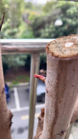 今年香椿树到快四月份了才发芽,我以为去年锯狠了死掉了#阳台种植 #香椿 #发芽#春天