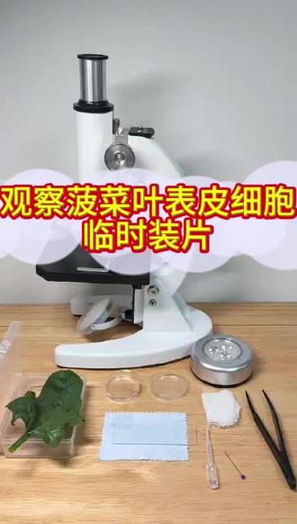 教你用显微镜观察菠菜表皮细胞 详细步骤演示用显微镜观察菠菜表皮细胞,快来探索微观世界#中考实验#生物实验操作#菠菜细胞装片