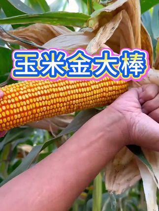 玉米金大棒#玉米高产 #玉米种植 #玉米金大棒