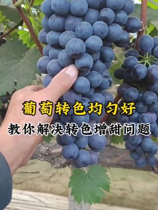 葡萄上色最快最好用的方法,不软果不掉粒#葡萄上色, #葡萄膨果 #葡萄种植 #葡萄管理