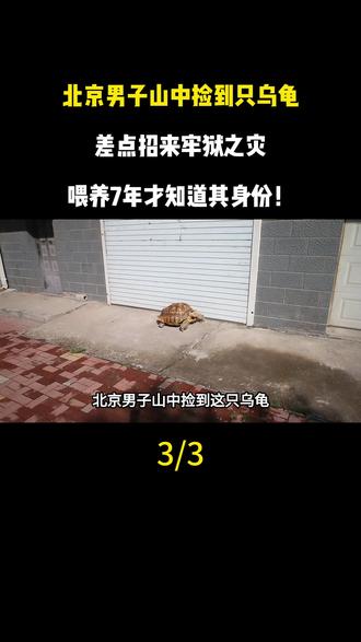 北京男子山中捡到只乌龟,差点招来牢狱之灾,喂养7年才知道其身份!