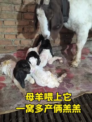 #养殖 #自繁自养 #养殖好帮手 #好东西一起分享 #农村创业养殖