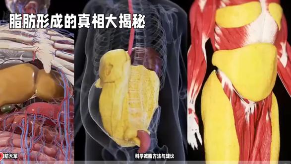 脂肪形成大揭秘#健康科普 #减脂