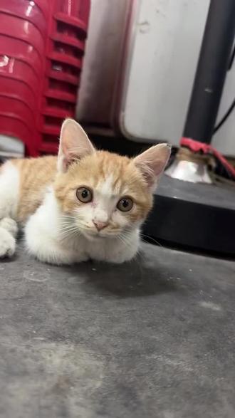 快点叫你主人给你狗狗饼干吃!#猫咪