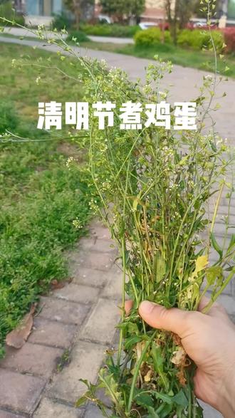 清明吃鸡蛋,一年身体健