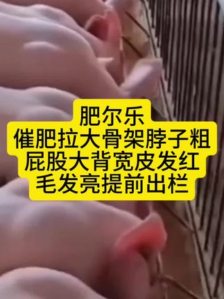 肥尔乐催肥拉大骨架脖子粗屁股大背宽皮发红毛发亮提前出栏#母猪 #母猪养殖技术 #母猪产床 #母猪产仔 #母猪产仔