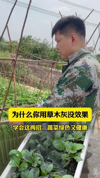 学会正确使用草木灰,种菜省心又省力 #种植小技巧 #草木灰 #我的小菜园 #三农 #草木灰的作用