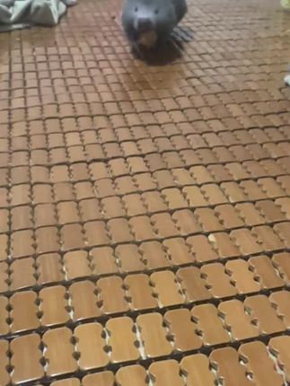 豆豆两边耳朵毛变黄😳