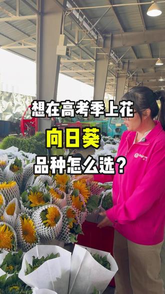 想在高考季上花,却不知道选什么品种的向日葵?看这里!
#缤纷种苗 #向日葵 #品种推荐 #三农种植 #高考花束一举夺魁