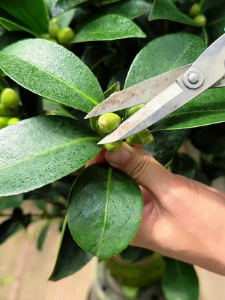 茶花长花苞了,先别急着高兴,一定要记得做好这件事#种植小技巧 #茶花#花卉绿植