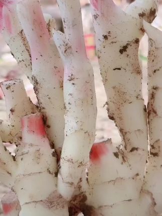 #红芽嫩姜 #仔姜 #姜 #现挖现发 #快来一起尝个鲜