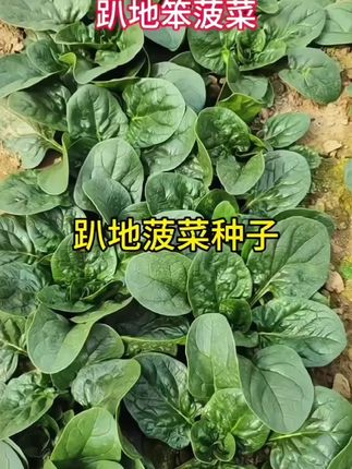 趴地菠菜!菜地、花盆、阳台都可种植##家庭种植 #在家种菜 #蔬菜种植 #农家菜园 #话题