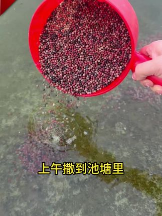 #水产养殖#鱼虾蟹#粪硫菌,一包可用10亩