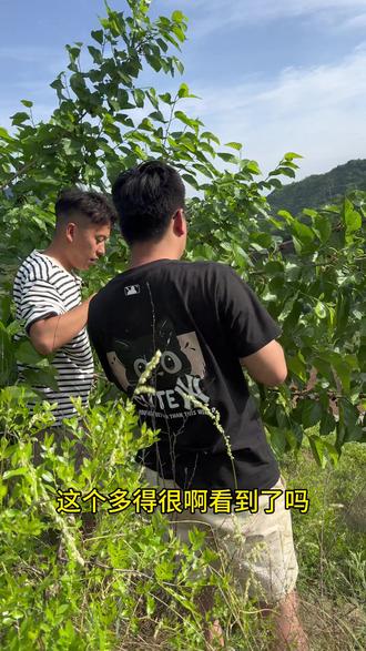 锁鲜冷冻桑葚,一年四季都能吃#我的乡村生活 #采摘桑葚 #桑葚