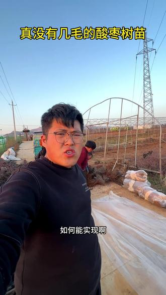 酸枣树苗怎么把成活率做到95%?