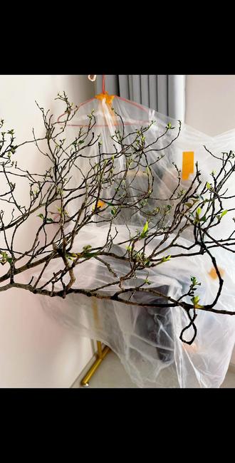 我通过自己栽种海岛栀子花后总结了3大避坑指南。北方冬季不建议栽种生桩,推荐4月后入手。已入手的花友注意:一是收到花后摘掉叶子和芽点,别听商家保留芽点,这样能让树干养分充足;二是室内养护选3-6毫米颗粒土,利于生桩爆发根系;三是生桩栽好后一定要套袋保温保湿。感谢支持,后续我会分享养护真实案例,希望大家关注。有不懂的评论区见
#真实生活分享计划 #海岛栀子花 #上热搜 #绿植花卉 #原创视频