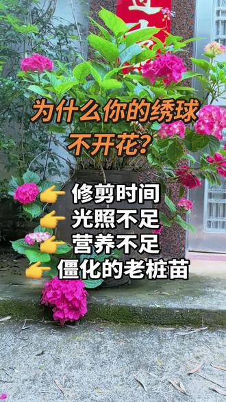 为什么你种的绣球不开花?
原因有四:
1、修剪时间;2、光照不足;
3、营养不足;4、僵化的老桩苗
#绣球花 #绣球花不开花什么原因
#绣球花养护 #养花经验分享 #绣球花修剪