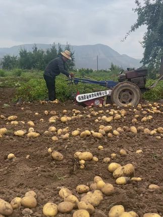 甘肃高原定西土豆现挖现发#定西土豆