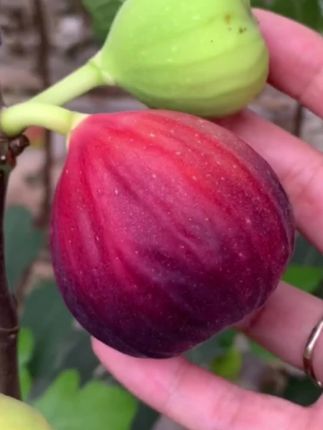 无花果树苗#无花果 #无花果树苗 #树苗种植 #你家乡也有这种植物吗