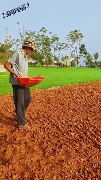 草坪种子 耐寒耐旱草坪种子四季四季绿化草籽庭院矿山护坡草种草坪籽