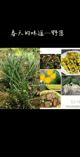 #山野自然 春天的味道—野葱