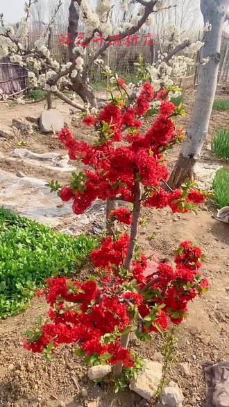 鲜花开放,美了乡村。