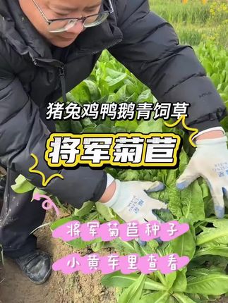 做养殖的推荐你一定要试试这个#菊苣草