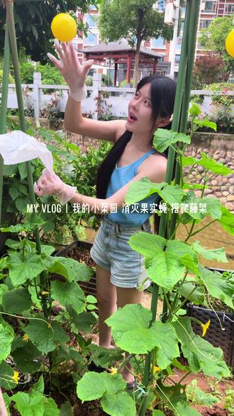 小菜园总算挂果了,一根最大的黄瓜被果实蝇叮了,心碎一地,买了诱捕球,自制了粘贴板,期待减少这些害虫,丝瓜的爬藤架也搭架完成,今年是种菜最用心的一年,期待中……#种菜