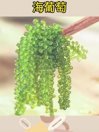 #海葡萄 #美食推荐 #海葡萄的吃法 新鲜海葡萄绿色鱼子酱盐渍沙拉即食泡发小孩吃的凉拌#绿色鱼子酱 #凉拌海葡萄