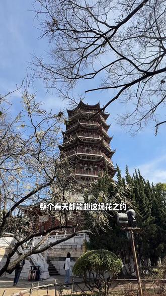 唯有牡丹真国色,花开时节动春城#牡丹花展#昙华寺#昙华寺牡丹花展#想去云南的心达到巅峰#牡丹花开满园香