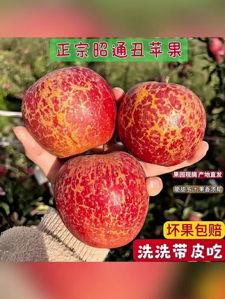 又到了吃苹果的季节了,不爱吃苹果的一定要试试这个来自云南昭通的丑苹果,别看它长得丑,咬一口真的是甜到心里去了,汁水特别足,果香味也超浓郁的。它是生长在高山上,日照时间长,所以就特别的脆甜,家里有老人小孩的可以买回去尝一尝,真的很好吃。#丑苹果 #苹果 #水果 #水果推荐 #水果分享