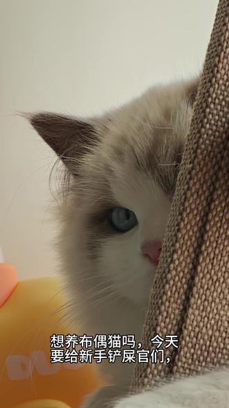 《布偶猫の喂养误区+护心秘籍》#分享猫咪日常 #创作者中心 #创作灵感 #爪爪博士 #布偶猫