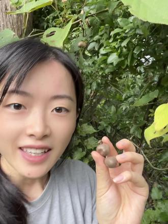 在野外发现了一棵薯蓣科植物-山药豆🫘