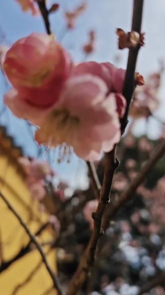 2026.2.18日,周三,年初二,初春的阳光春意盎然,梅园的梅花正是盛开期,前段时间梅园闭园,内部增加了好多的梅花,腊梅~看着人们老的带小的,小的带老的,小孩子的那种快乐,童真,这才是过年的氛围!所以,我由衷记录美好的一天。