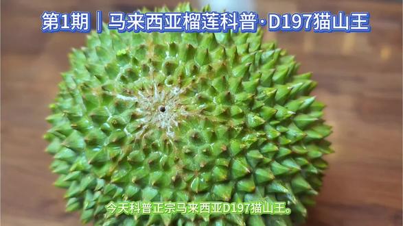 别再盲目买榴莲|一分钟看懂马来西亚D197猫山王 第1期 D197 猫山王 完整口播文案
很多人常年吃榴莲,却一直分不清泰国榴莲和马来西亚榴莲。
今天科普正宗马来西亚D197猫山王。
正宗猫山王果型圆润饱满,果皮长久青绿色,不会泛黄。
果刺短小粗壮,刺与刺间距宽阔,辨识度极高。
果子个头普遍不大,但是出肉率很高,果核细小。
果肉通体金黄透亮,肉质绵密软糯,奶油质感十足。
自带浓郁天然奶香,口感甘甜醇厚,甜度温和不齁甜。
带有一丝浅浅独有微苦味,层次丰富,回味悠长。
泰国榴莲是单纯甜味,而猫山王是高级奶香风味。
懂榴莲的老食客,永远偏爱马来西亚猫山王。