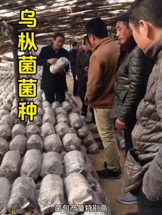 爱吃乌枞菌的家人们注意啦!其实咱自己也能种,不管是阳台的小花盆,还是家附近的小山坡,都能轻松安排~ 关键是产量超给力,新鲜采摘的乌枞菌炒菜、煲汤都非常鲜!用对菌包超省心,想实现乌枞菌自由的赶紧试试~ #乌枞菌 #菌包 #好物推荐#乌枞菌菌种 #菌种