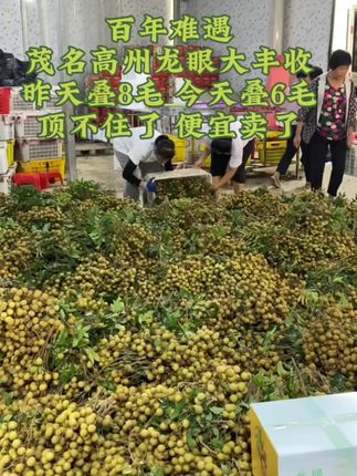 2025龙眼大丰收!龙眼自由!尝鲜的时候到了…#龙眼熟了#源头好货#龙眼#产地直发 新鲜水果#优质农产品