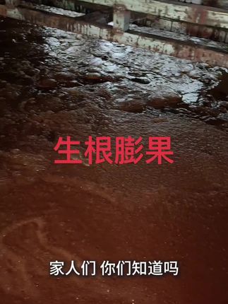 #生根壮苗 #膨果上色增甜