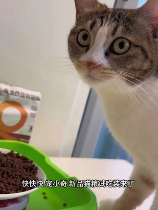 吃货猫#宠小奇全价猫粮#宠小奇除臭猫粮 #农科院猫粮 #科学养宠 #养猫新手