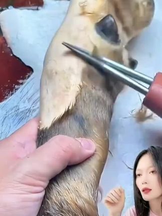 【顶配大马力】家禽拔毛器电动去鸡鸭鹅毛神器充电家商用脱毛机#家禽拔毛器