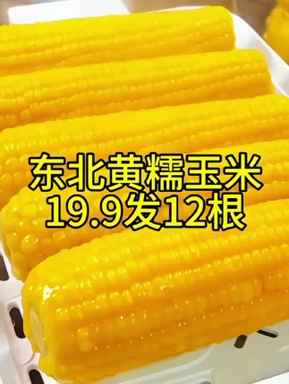 19块9到手12根,而且还都是大棒🌽#东北黄糯玉米 软糯香甜又大又糯又甜#糯玉米的营养价值 #哇又便宜又好吃 #东北甜糯玉米 #粗粮