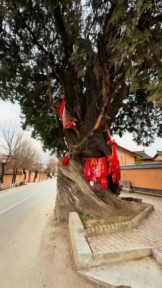 位于徽县伏家镇中坝村的拧拧古柏,高15米、周长8米,主干顺时针扭转如麻花,6米处分枝成六股,撑开如巨伞,生机盎然。相传是诸葛亮北伐路标树,树龄达一千八百余年,1975年,它被列为徽县县级文物保护树!#千年古柏 #千年古树 #历史遗迹 #寻美徽县 #我是陇南文旅推荐官