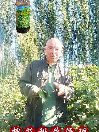 棉花科学管理#为你们服务#好货推荐 #好货分享 #致富之路